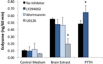 Effects Of Pi K Inhibitors Ly And Wortmannin And Mek Inhibitor