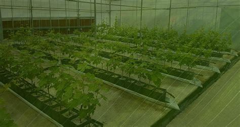 Hydrograpes – Hydroponic Grapes – Hydrograpes