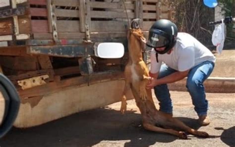 Cachorro Amarrado Corda No Pesco O E Arrastado Por Caminh O De