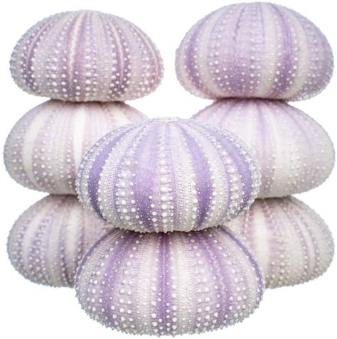 Sea Urchin 8 Purple Sea Urchin Shells For Craft And Decor