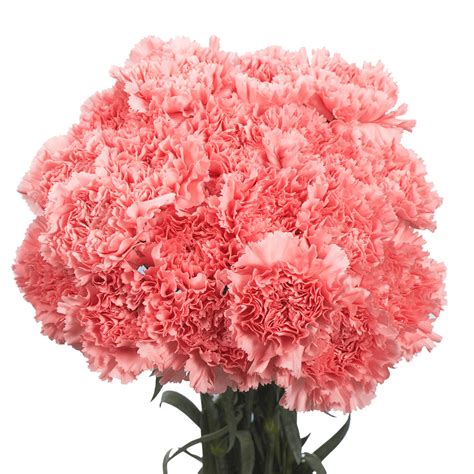 Send Pink Carnations Globalrose