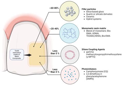 seeking endurance designing smart dental materials  tooth