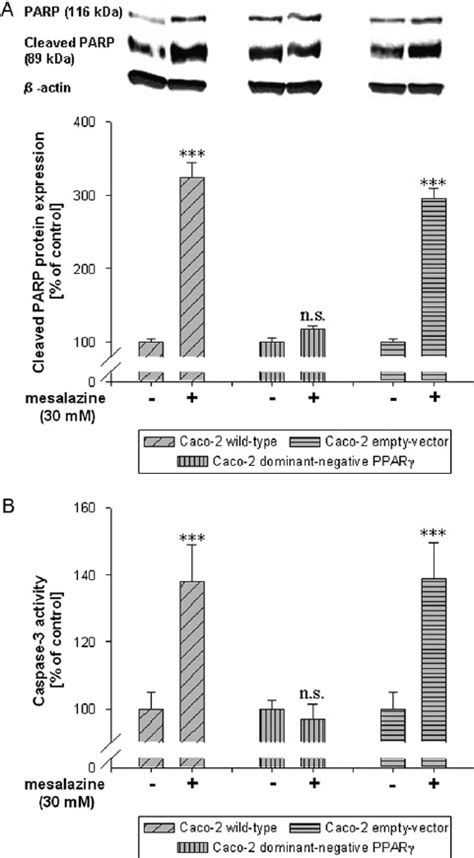 A Effect Of Mesalazine Mm On Cleaved Parp Protein Expression