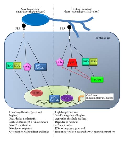 Epithelial Cell Recognition Of C Albicans Epithelial Cells Recognise