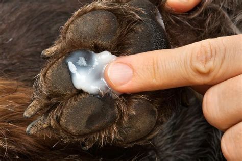 Pododermatite Du Chien Sympt Mes Et Traitement Avec Photos