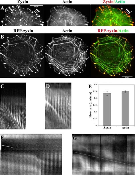 Correlation Between Zyxin And Actin Fluxes Nrk Epithelial Cells Are