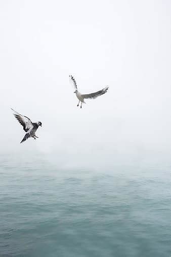 fåglar fiskmås hav dom flyg vingar natur strand vatten vinge