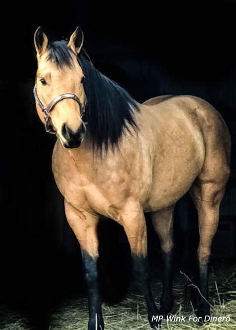 Buckskin Stallion Mp Wink For Dinero Photography By Artevae Stallion