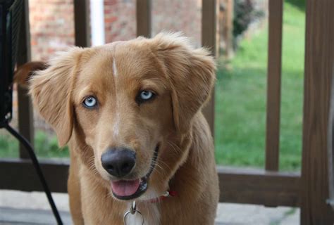 Husky Mix Golden Retriever