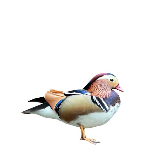 Mandarin Duck