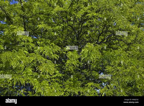 Weeping Golden Ash Fraxinus Excelsior Stock Photo Alamy