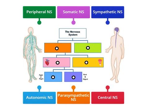 Subdivisions Of The Nervous System Labelled Diagram