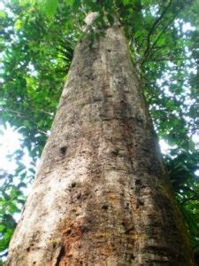 MEJA KURSI KAYU ULIN KALIMANTAN FAKULTAS ILMU SOSIAL DAN ILMU POLITIK