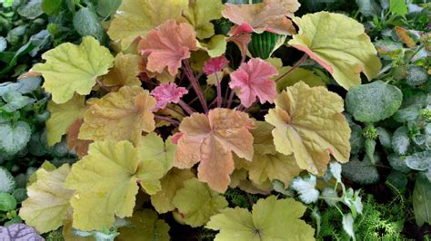 Żurawka Ogrodowa Heuchera × Hybrida Opis Wygląd Wymagania Uprawa