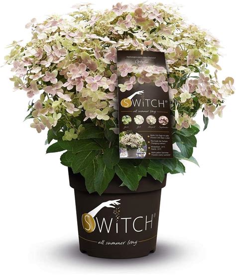 Hello Plants Hydrangea Paniculata Switch Ophelia Hortensie K Belpflanze