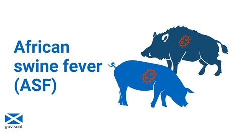 The Highland Council On Twitter Rt Scotgovrural African Swine Fever Asf Is A Highly