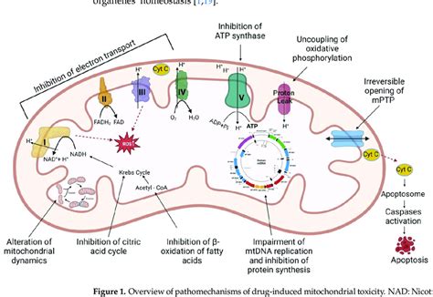 Overview Of Pathomechanisms Of Drug Induced Mitochondrial Toxicity