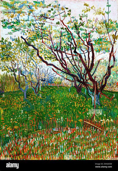 Van Gogh Painting White Orchard In Blossom Atelier Yuwa Ciao Jp