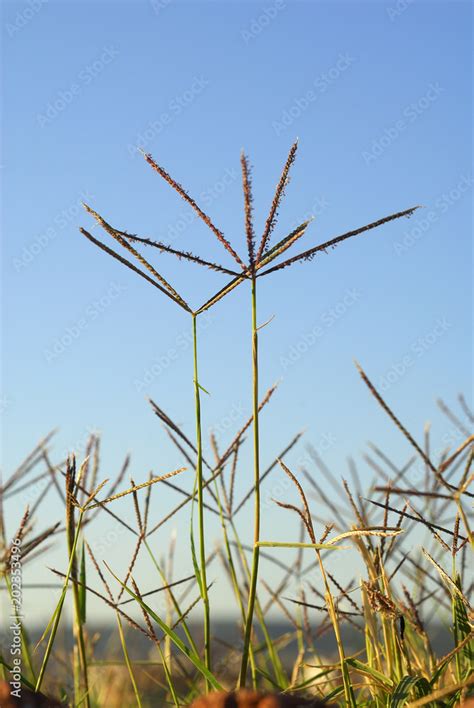 Cynodon Dactylon Grama Allergens Plants Stock Photo Adobe Stock