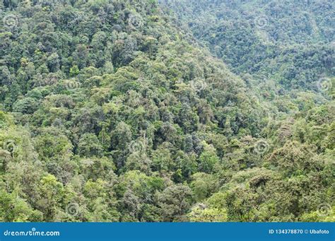 Rainforest in Ecuador stock photo. Image of travel, tropical - 134378870