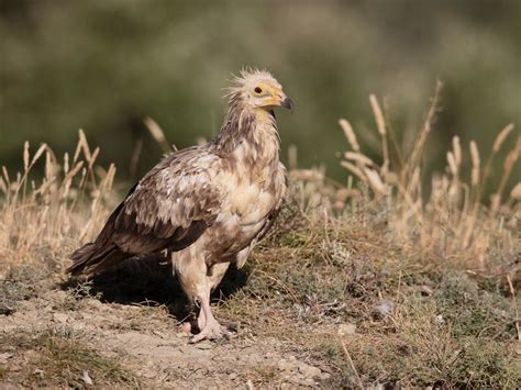 Egyptian Vulture Bird Facts (Neophron percnopterus) | Bird Fact