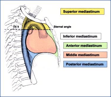 Anatomie Cardiaque Flashcards Quizlet