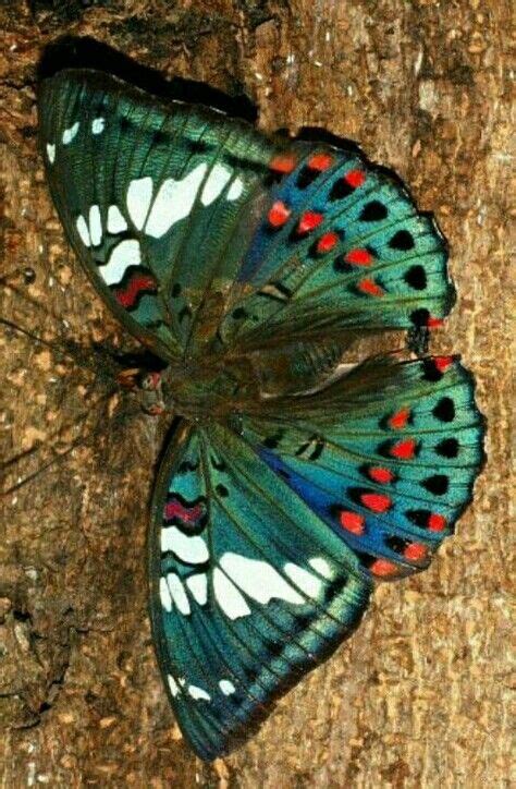 Papillon | Butterfly species, Beautiful butterfly pictures, Beautiful ...