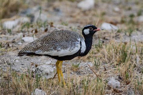 Namibia Mammal And Birding Adventure Nature Travel Namibia