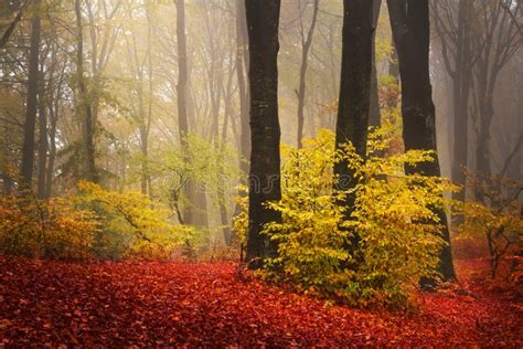 Red trees in the forest stock photo. Image of tree, autumn - 41526038