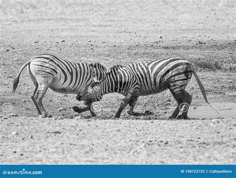 Two Zebra Stallions Viciously Fighting Each Other During Golden Hour In