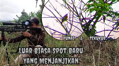 Luar Biasa Spot Baru Yang Menjanjikan Berburu Tekukur Dan Punai YouTube