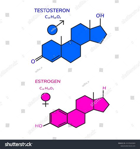 Testosterone Estradiol Sex Hormones Stock Vector Royalty Free