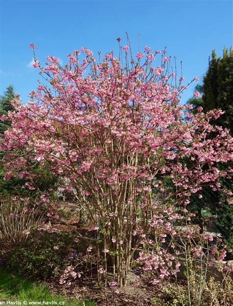 Viburnum X Bodnantense Dawn LEAD Europe