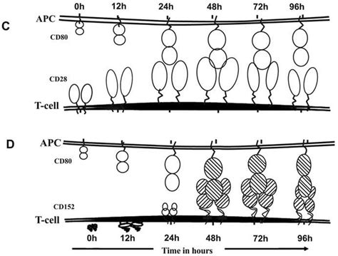 Interaction Of Cd And Cd With Cd Cd The Figures Depict The