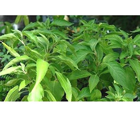 Plant House Live Vana Tulsiholy Basil Medicinal Plant With Pot