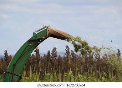 Harvesting Sorghum Silage Cattle Feeding Stock Photo 1672703764 ...