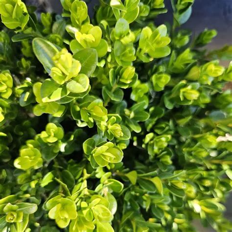 Wintergreen Boxwood Plant By Number