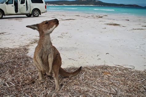 Kangaroo at Lucky Bay stock photo. Image of beautiful - 45705932