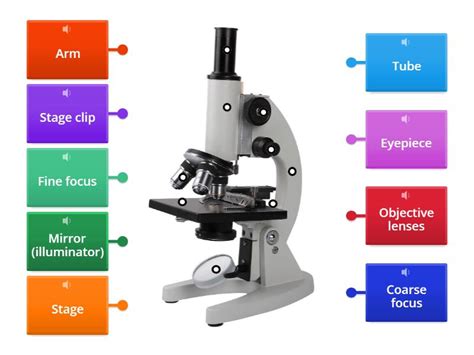 Microscope parts - Labelled diagram