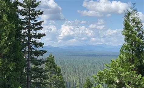 New Forests acquires McCloud Forest in California - New Forests