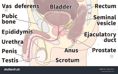 Male Reproductive System Labeled Diagram Stock Illustration 2386329183 Shutterstock