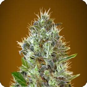 Somango Auto Strain SeedFare Find The Perfect Seed At The Right Price