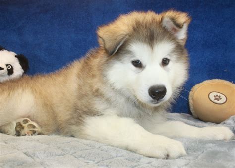 Alaskan Malamute Puppies For Sale Long Island Puppies