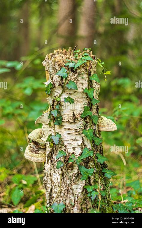 El Hongo Tender Crece En Madera Muerta Hiedra Fotograf A De Stock Alamy