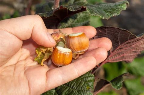 How Are Hazelnuts Harvested Commercially Nut Geeks