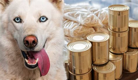 Can Dogs Eat Canned Human Food