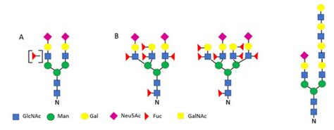 Ijerph Free Full Text Seminal Plasma Glycoproteins As Potential