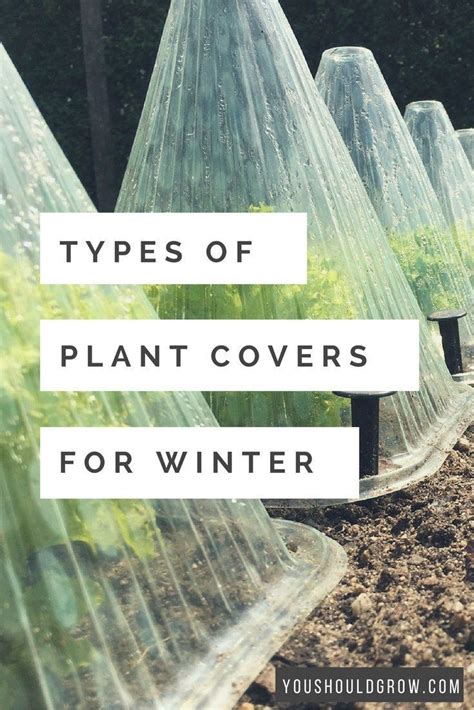 How To Cover Your Plants For Frost Back Gardener