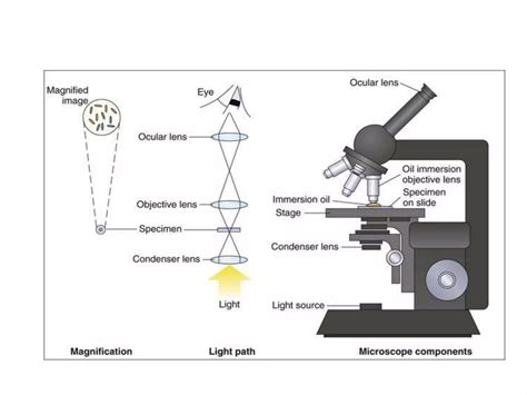 Light microscope | PPT