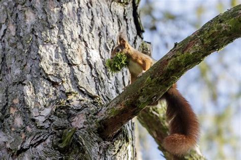 Eichh Rnchen Kobel Selber Bauen Ausstatten Und Sinnvoll Platzieren